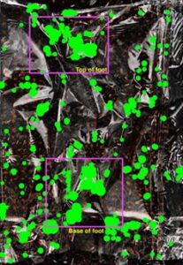 Image of foot imprint converted to a density map